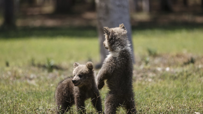 Un arădean a adus acasă doi pui de urs ca și cum ar fi fost câini de companie, dar a fost prins de poliție. 1 video un barbat din arad a capturat doi pui de urs si i a dus acasa ca animale de companie el a fost retinut de politisti 6877921f9f728