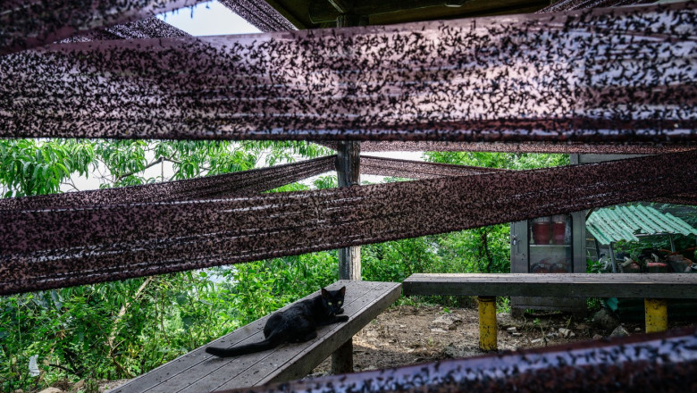 Coreea de Sud, asaltată de „bugurile iubirii”: insectele au invadat potecile montane și au creat panică printre turiști. Locuitorii, în pragul exasperării. 1 videofoto coreea de sud invadata de lovebugs insectele au acaparat trasee montane si au terorizat turisti localnicii