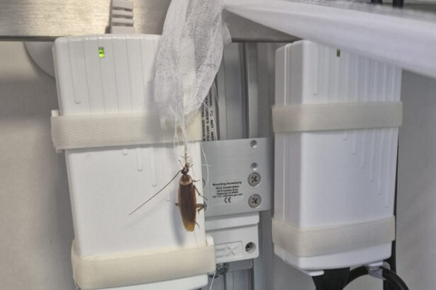 videofoto imagini revoltatoare cu gandaci la centrul de arsi de la floreasca ministerul sanatatii face verificari 68873fb21c900