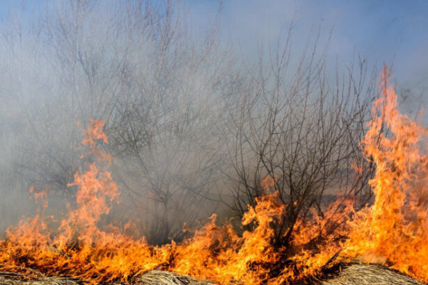 videofoto incendiu de vegetatie in zona marelui canion din sua mai multe cladiri au ars din temelii 6874b41813f7c