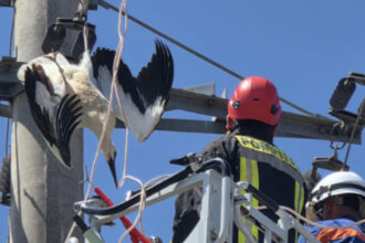 videofoto o barza a fost salvata in giurgiu dupa ce si a prins picioarele intr un cablu de inalta tensiune 687d29359f1d8