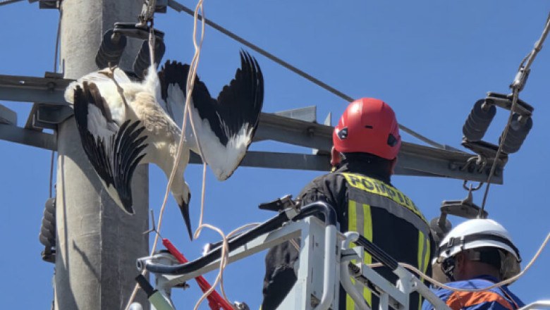 O barză a fost recuperată în Giurgiu după ce s-a prins cu picioarele de un cablu de înaltă tensiune. 1 videofoto o barza a fost salvata in giurgiu dupa ce si a prins picioarele intr un cablu de inalta tensiune 687d29359f1d8