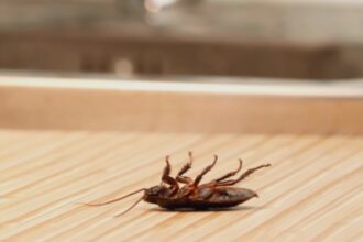 aparatul din bucatarie care atrage gandacii mai mult decat orice altul contrar asteptarilor nu este cuptorul 68b1b799b6ad9