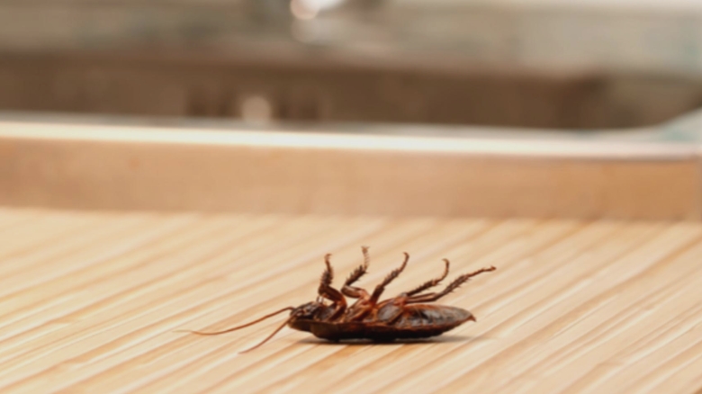 Dispozitivul din bucătărie care atrage gândacii mai eficient decât orice altceva. Surprinzător, nu este vorba despre cuptor 1 aparatul din bucatarie care atrage gandacii mai mult decat orice altul contrar asteptarilor nu este cuptorul 68b1b799b6ad9