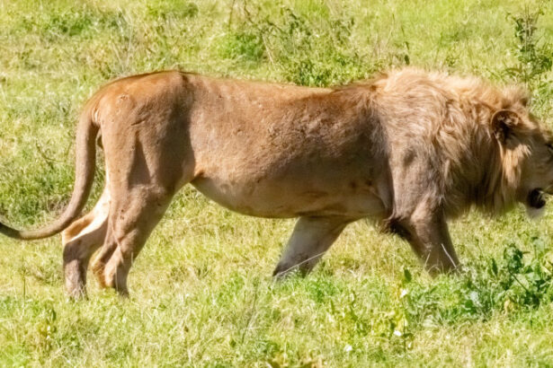 blondie un leu aflat in centrul unui studiu al universitatii oxford a fost ucis de vanatorii de trofee in africa 688f09906a4de