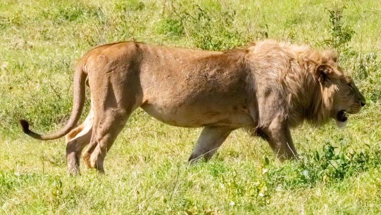 Blondie, leul emblematic al Universității Oxford, a căzut victimă vânătorilor de trofee în inima Africii 1 blondie un leu aflat in centrul unui studiu al universitatii oxford a fost ucis de vanatorii de trofee in africa 688f09906a4de