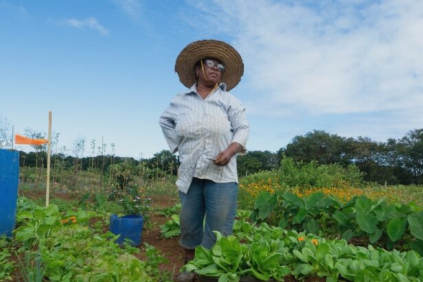 bringing home the bok choi how an oil spill in mauritius led to a female revolution in farming 68b127ba9be55