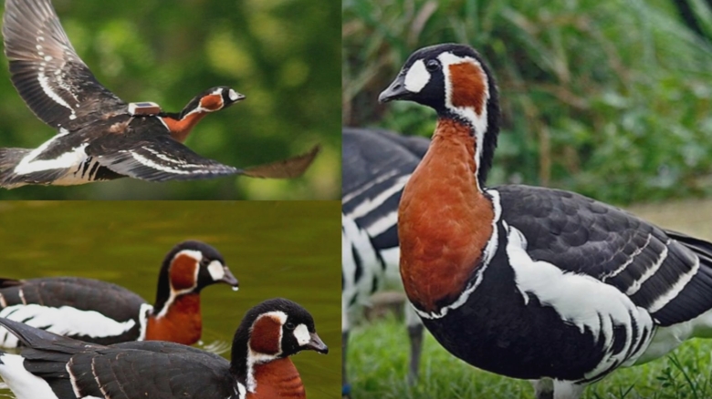 Prețul conservării unei specii de păsări în România: milioane de euro risipite pe seama gâștii cu gât roșu 1 cat costa in romania conservarea unei singure specii de pasari zeci de milioane de euro inghitite de gasca cu gat rosu 68a74ff74e0ee