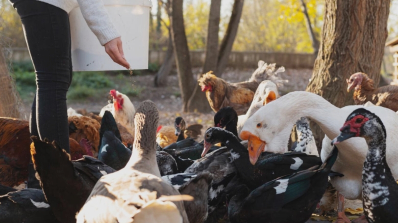 Câte viețuitoare poți adăposti în grădina ta fără a încălca legislația: Secrete pe care puțini le cunosc 1 cate animale poti creste in curtea casei fara sa incalci legea reguli ascunse pe care putini le stiu 68a6c54498a70