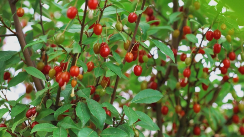 Descoperă secretele berberinei și impactul său benefic asupra sănătății tale 1 ce trebuie sa stii despre berberina cum iti poate imbunatati sanatatea 68a9dd3102b06