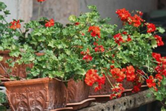 cum sa ai muscate inflorite pentru mult timp cel mai prielnic loc 68ac0c1b1ae3e