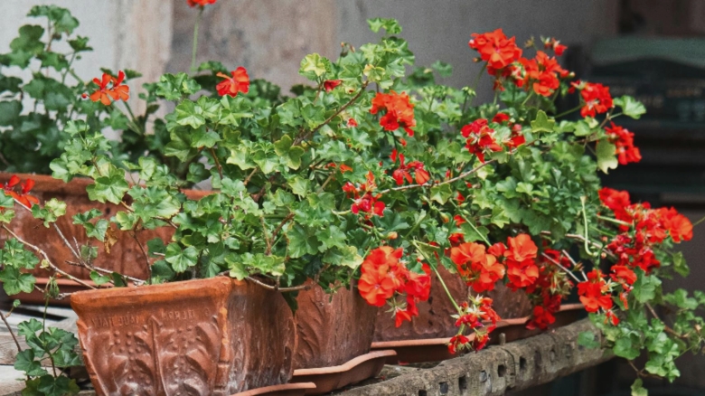 Secretele pentru mușcate pline de flori, pe termen lung. Locul ideal pentru ele 1 cum sa ai muscate inflorite pentru mult timp cel mai prielnic loc 68ac0c1b1ae3e