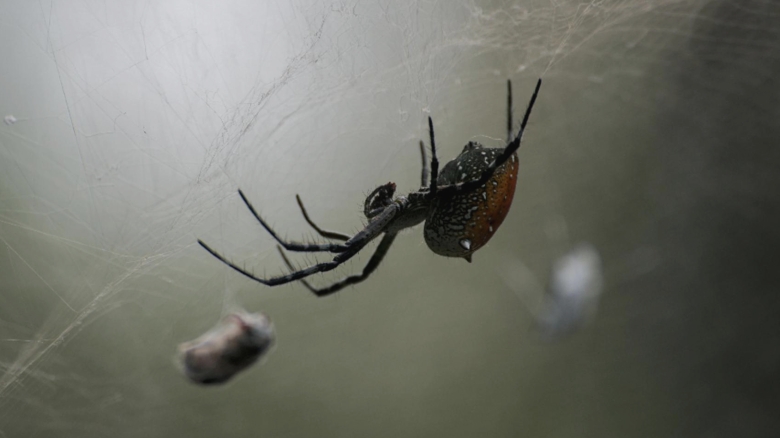 Trucuri naturale pentru a scăpa de păianjeni în locuința ta 1 cum sa alungi paianjenii din casa folosind metode naturale 68a61b912aefb