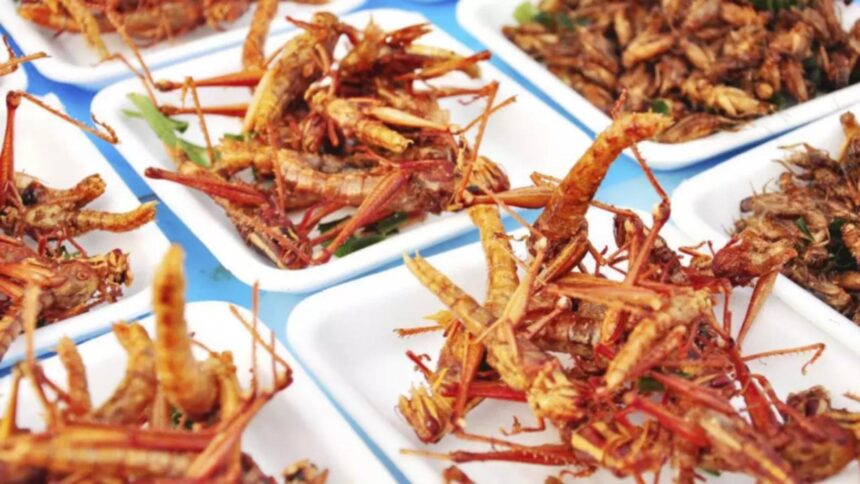 Cum să identifici dacă produsele de pe rafturi includ făină de insecte. Indicația de pe etichetă care dezvăluie intențiile necorespunzătoare ale producătorilor 1 cum sa descoperi daca produsele de la raft contin faina de insecte detaliul de pe eticheta care ii da de gol pe producatorii necinstiti 68b2eed1b85df