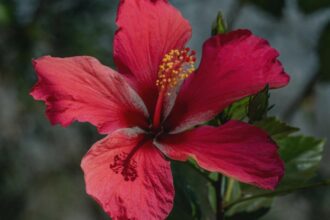 de ce se ingalbenesc frunzele la trandafirul japonez care sunt cauzele si ce trebuie sa faci 68a5e87232fb8