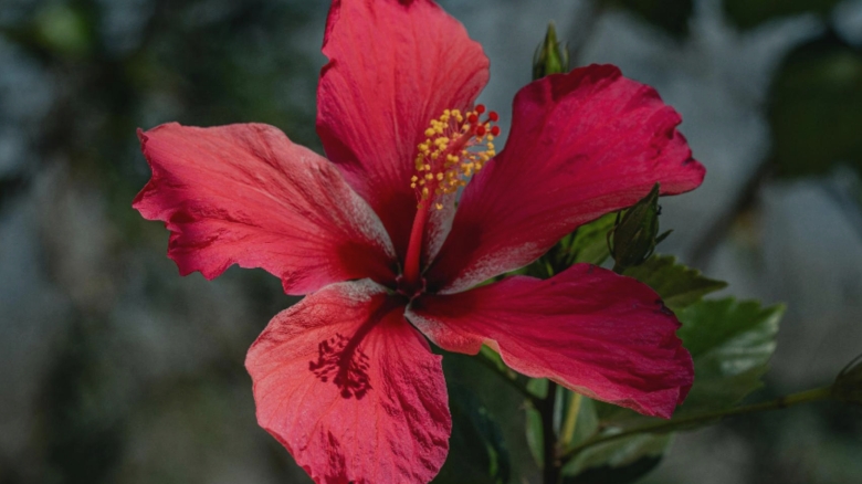 De ce devin frunzele trandafirului japonez galbene? Descoperă cauzele și soluțiile! 1 de ce se ingalbenesc frunzele la trandafirul japonez care sunt cauzele si ce trebuie sa faci 68a5e87232fb8