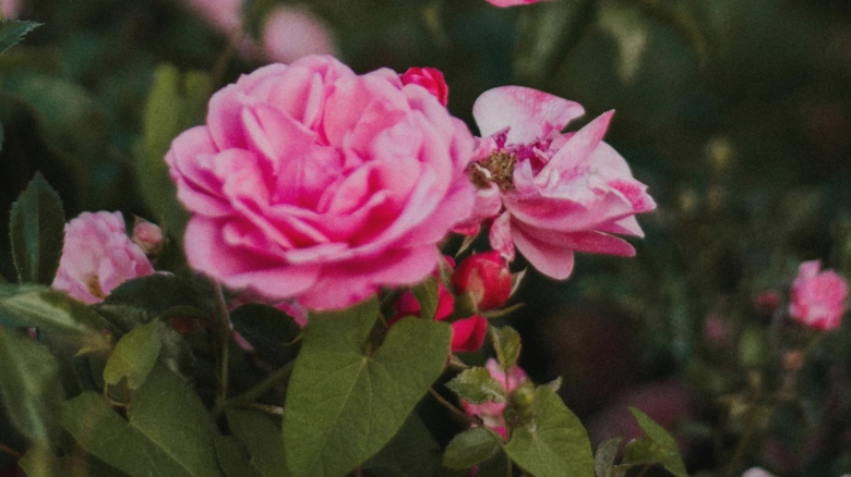 Cauzele uscării tufelor de trandafiri și soluții pentru revitalizarea lor 1 de ce se usuca tufele de trandafiri ce trebuie sa faci ca sa si revina 68a3622b3a013