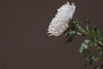 doliu in lumea influencerilor mama de 27 de ani ucisa accidental intr un schimb de focuri la semafor 68aca675412ca