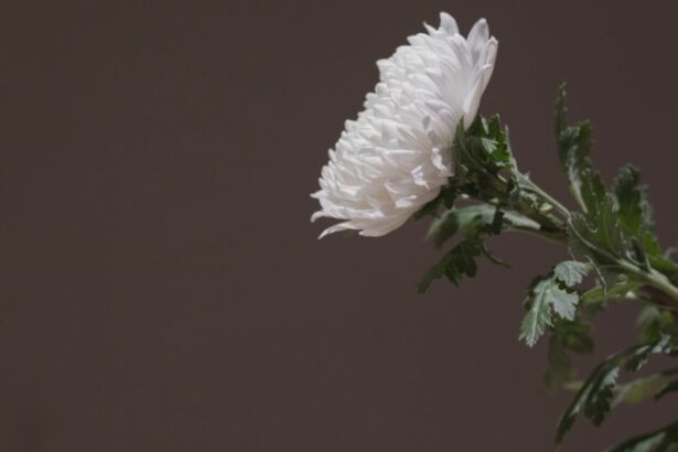 doliu in lumea influencerilor mama de 27 de ani ucisa accidental intr un schimb de focuri la semafor 68aca675412ca