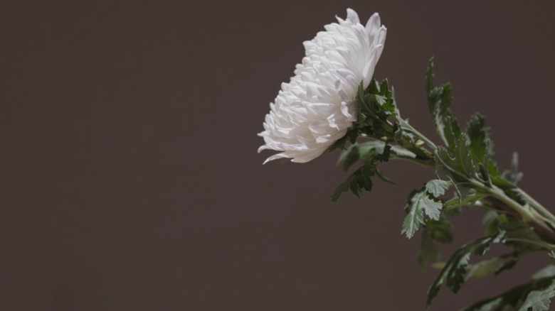 Tragedie în rândul influencerilor: O mamă de 27 de ani își pierde viața în urma unui schimb de focuri la semafor 1 doliu in lumea influencerilor mama de 27 de ani ucisa accidental intr un schimb de focuri la semafor 68aca675412ca