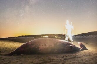 dramatic rise in whale and marine mammal strandings in scotland 68a5948ec6606