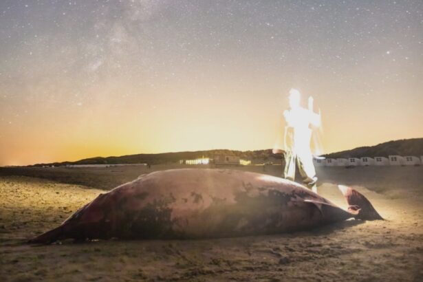 dramatic rise in whale and marine mammal strandings in scotland 68a5948ec6606