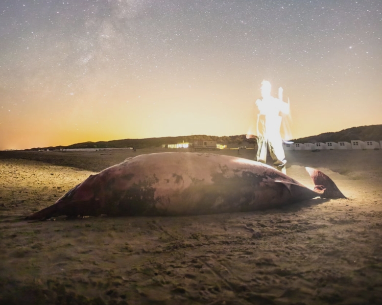 Creștere alarmantă a cazurilor de eșuare a balenelor și mamiferelor marine în Scoția 1 dramatic rise in whale and marine mammal strandings in scotland 68a5948ec6606