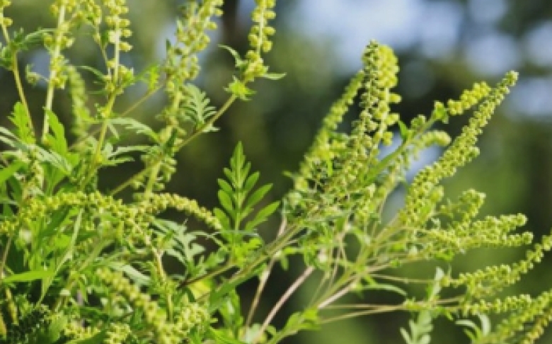 Sezonul ambroziei: Cum recunoști alergia și ce strategii să aplici pentru a o gestiona eficient 1 este sezonul ambroziei cum identifici alergia si ce masuri sa iei ca sa o tii sub control 68b143133ba50