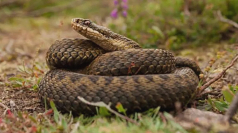 Femeie atacată de un șarpe, dusă de urgență la spitalul din Bistrița. Recomandări din partea experților 1 femeie muscata de sarpe transportata de urgenta la spitalul judetean din bistrita avertisment din partea specialistilor 68a9b284413bc