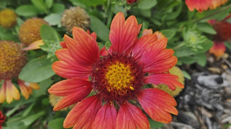 Plantează aceste flori în grădină la sfârșitul lui august pentru o toamnă plină de culoare 1 florile pe care trebuie sa le plantezi in gradina la sfarsitul lunii august vor fi inflorite pe toata perioada toamnei 68a492377282d