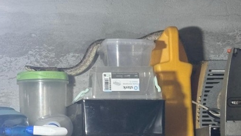 Capturarea unui balaur dobrogean de către jandarmi într-o gospodărie din 2 Mai 1 foto balaur dobrogean capturat de jandarmi intr o gospodarie din localitatea 2 mai 6894b8b0a912c