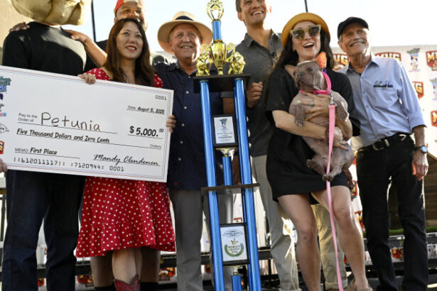 galerie foto un bulldog francez fara par a fost declarat cel mai urat caine din lume petunia a castigat un premiu de 5 000 de dolari 689763e9c38c1