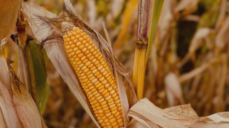 Previziunile astrologice pentru septembrie 2025: O lună a transformărilor semnificative pentru anumite semne zodiacale 1 horoscopul lunii septembrie 2025 o perioada plina de schimbari majore pentru cateva zodii 68ac4d85bf5a1