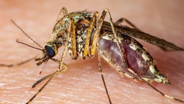 Italia: 12 vieți pierdute din cauza infecției cu virusul West Nile 1 italia 12 morti in urma infectarii cu virusul west nile 6892507584923