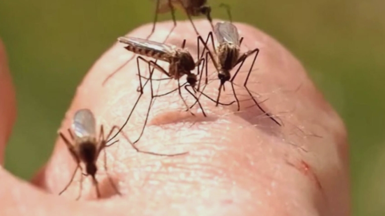 Creșterea alarmantă a infecțiilor cu virusul West Nile: Comunicat de la Institutul Național de Sănătate Publică 1 numarul cazurilor de infectie cu virusul west nile in continua crestere anuntul institutului national de sanatate publica 68a738e10eccf