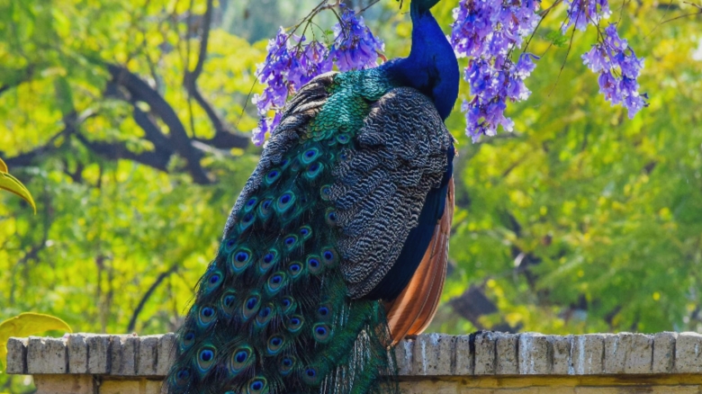 Păunii își transformă penele în lasere: o descoperire uimitoare 1 o descoperire remarcabila arata ca paunii isi pot tranforma penele in adevarate lasere 68a4c16149cf4