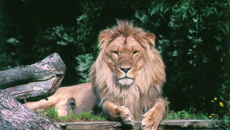 Un parc zoologic din Danemarca solicită ajutorul oamenilor pentru a-și hrăni prădătorii cu animale de companie abandonate 1 o gradina zoologica din danemarca face apel catre oameni sa i doneze animalele de companie pentru a si hrani pradatorii cu ele 6891a12277583