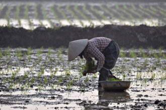 operatiunea orez pentru teren ce compensatii au primit fermierii vietnamezi pentru a face loc unui complex de golf al familiei trump 6899829cacd47
