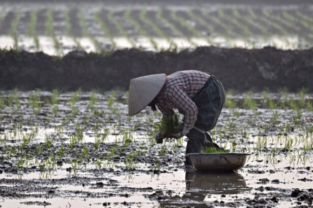 operatiunea orez pentru teren ce compensatii au primit fermierii vietnamezi pentru a face loc unui complex de golf al familiei trump 6899829cacd47