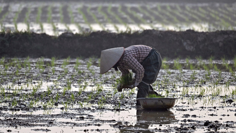 „Sprijin financiar pentru fermierii vietnamezi: cum au fost compensați pentru cedarea terenurilor în favoarea unui complex de golf Trump” 1 operatiunea orez pentru teren ce compensatii au primit fermierii vietnamezi pentru a face loc unui complex de golf al familiei trump 6899829cacd47