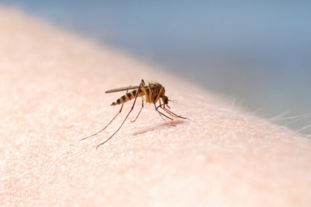 patru cazuri de infectie cu virusul west nile au fost inregistrate in aceasta vara in romania 689c0ecb9a021