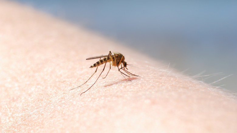 Cazuri de infectare cu virusul West Nile: patru persoane afectate în România în această vară 1 patru cazuri de infectie cu virusul west nile au fost inregistrate in aceasta vara in romania 689c0ecb9a021