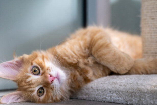 pisicile sufera de dementa la fel ca oamenii iar asta este o veste buna sperante pentru descoperiri privind tratarea bolii 68a2a6ee9e0df