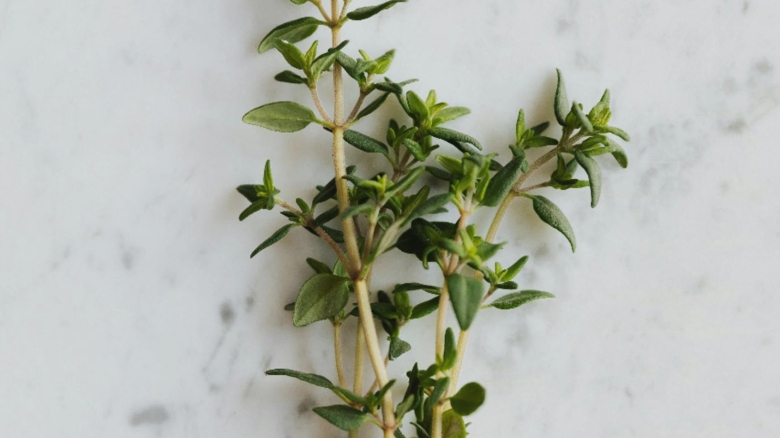 Remediul vegetal ideal pentru combaterea răcelii și a durerilor în gât: un antibiotic natural eficient 1 planta medicinala recomandata pentru a trata raceala si durerile in gat actioneaza ca un antibiotic natural 68afe51094617