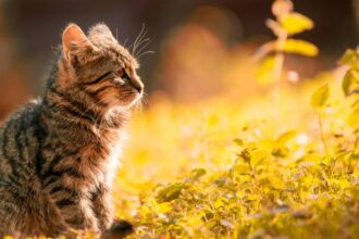 plante toxice pentru pisici evita sa le tii aproape daca ai feline in casa 68a4db65b1183