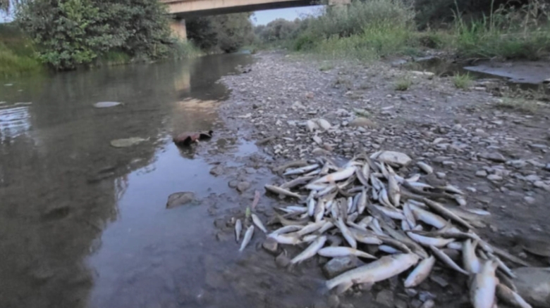 Catastrofa ecologică pe râul Avrig: mii de pești găsiți fără viață în urma unei deversări de beton de pe șantierul A13. Răspunsul autorităților 1 poluare masiva pe raul avrig mii de pesti gasiti morti dupa o deversare de beton de pe santierul a13 reactia autoritatilor 68a833f49a2a6