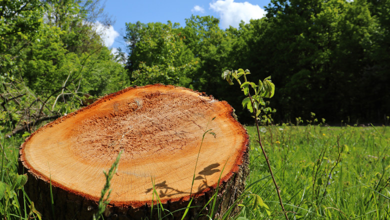 Regenerarea pădurilor scade alarmant, cu doar 25.000 de hectare reîmpădurite în 2024 1 regenerarea padurilor este in scadere in special la rasinoase si foioase putin peste 25 000 de hectare au fost reimpadurite in 2024 688eff908d8a3