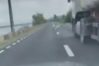scena revoltatoare pe sosea sofer surprins in timp ce calca intentionat o lebada 68a4814ebc5e3