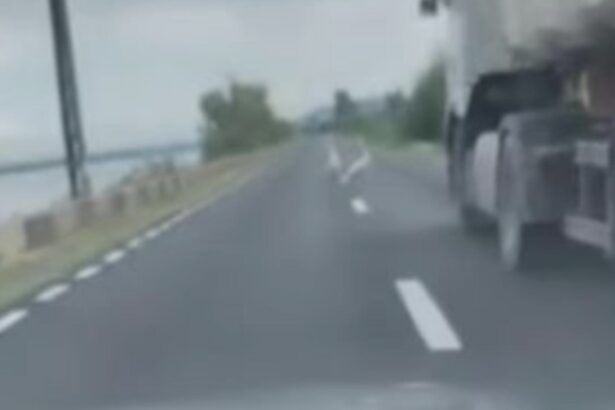 scena revoltatoare pe sosea sofer surprins in timp ce calca intentionat o lebada 68a4814ebc5e3