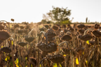 seceta record in europa romania se numara printre tarile cele mai afectate 689467af53482